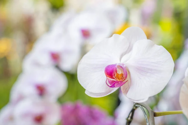 stock image Close-up of Phalaenopsis orchid in garden.