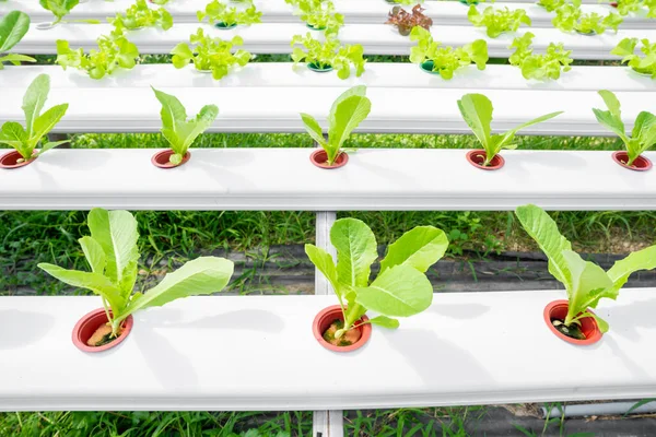 Nature Fresh Lettuce Organic Hydroponic Vegetable Cultivation Farm — Stock Photo, Image