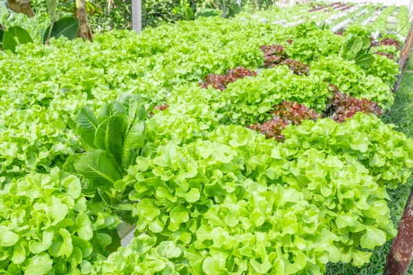 Mix Fresh Hydroponic Organic Vegetable Cultivation Farm — Stock Photo, Image