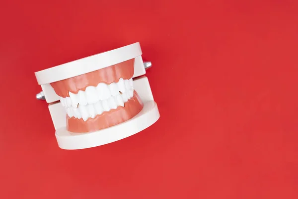 Modelo Prótesis Dentales Para Estudio Higiene Bucal Sobre Fondo Rojo — Foto de Stock