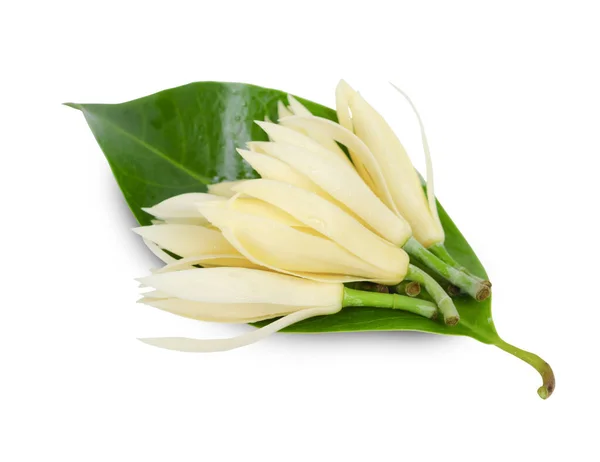 Fiore Bianco Champaka Con Foglia Verde Isolata Sfondo Bianco Salva — Foto Stock