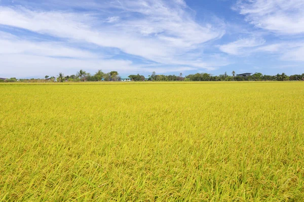 Risfält Och Blå Himmel Moln Bakgrund Thailand — Stockfoto