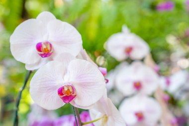 Bahçede açan beyaz orkide..
