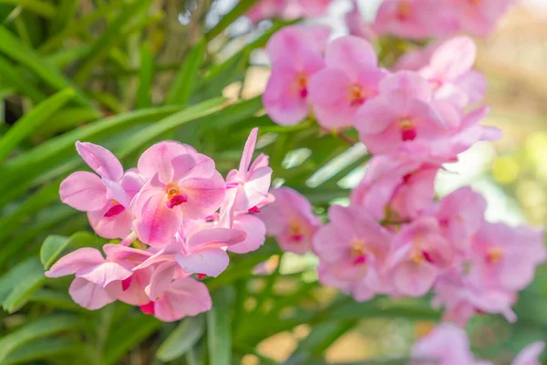 Close Van Roze Orchideeën — Stockfoto