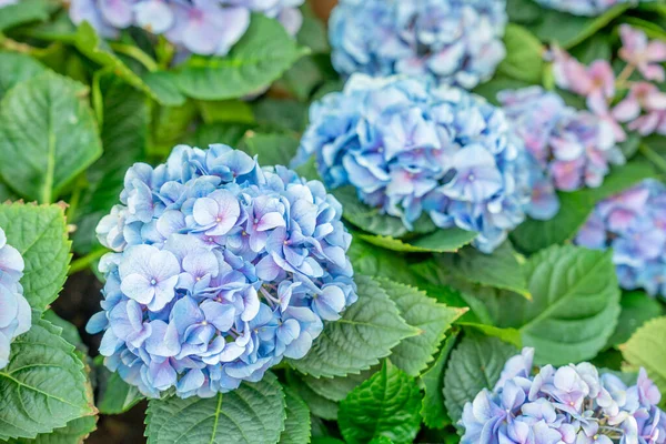 Danimarka Mavi Mor Ortanca Çiçeklerine Yakın Çekim Seçici Odak — Stok fotoğraf