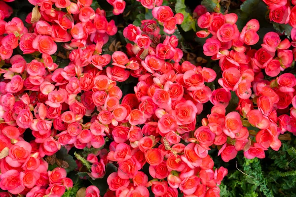 Red Colored Begonias Begonia Tuberhybrida Garden — Stock Photo, Image