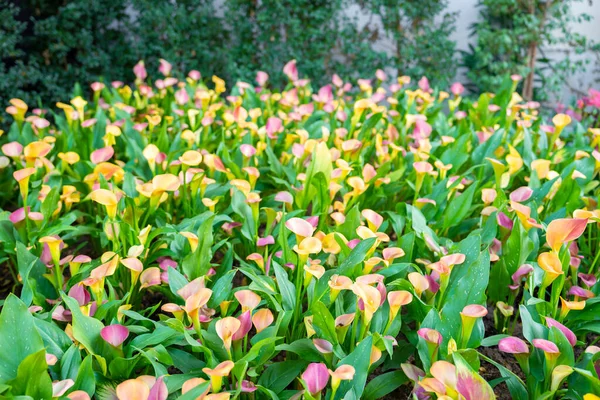 Blooming Colorful Calla Lilies Pattern Garden — Stock Photo, Image
