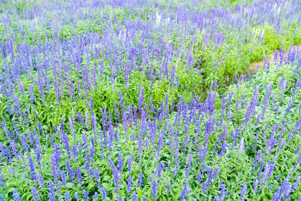 Крупный План Синих Цветущих Шалфеев Растущих Травяном Саду — стоковое фото