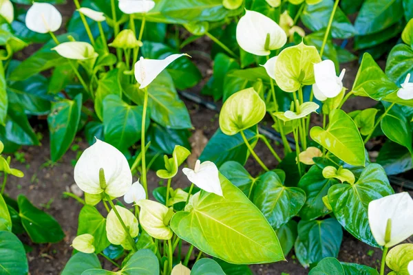 Bahçede açan egzotik beyaz Anthurium çiçekleri..