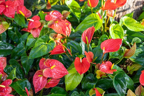 Rode Bloeiende Spathe Van Anthurium Rode Vredelelie Tuin — Stockfoto