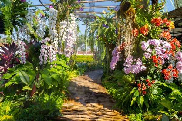 Walkway Colorful Orchids Garden — 图库照片