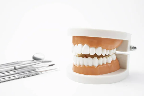 Modello Anatomico Denti Strumenti Dentali Sfondo Bianco — Foto Stock