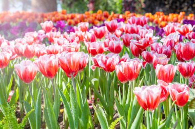 Bahçede güneş ışığıyla güzel lale, Kuzey Tayland.
