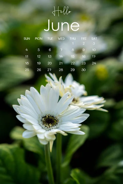 Червень 2023 Сторінка Календаря Білою Хризантемою Саду — стокове фото
