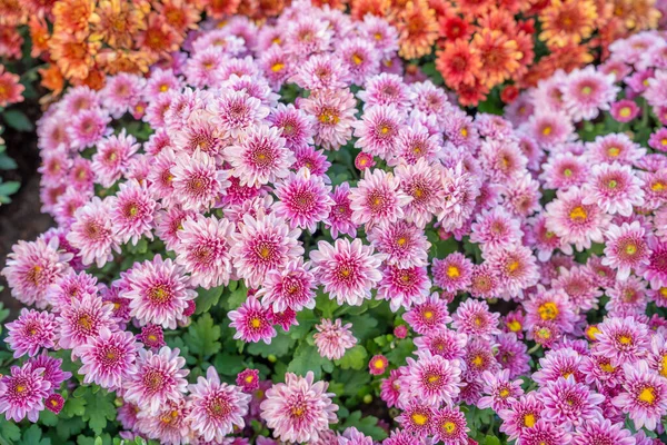 Μαλακό Ροζ Μωβ Χρυσάνθεμο Λουλούδια Φύση Αφηρημένο Φόντο — Φωτογραφία Αρχείου