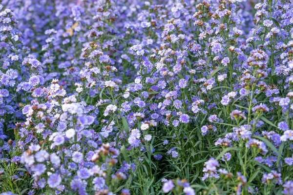 Beautiful view of violet margaret flowers field in garden