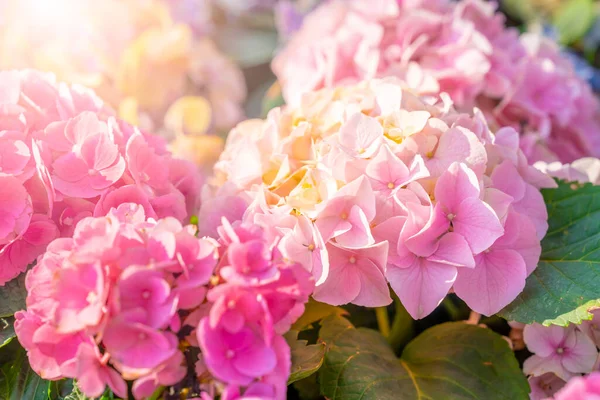 Çiçek Açan Pembe Ortanca Bahçesinde Güneş Işığı Olan Hortensiya Çiçekleri — Stok fotoğraf
