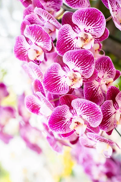 Blick Auf Eine Ansammlung Kleiner Magentafarbener Und Weißer Phalaenopsis Orchideen — Stockfoto