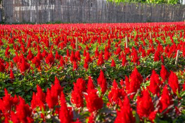 Bahçedeki kırmızı horoz tarağı bitkisi.