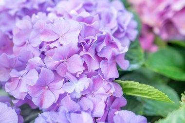 Hydrangea 'nın (Hortensiya) yakın görüntüsü. Harika Mor, mavi ve pembe çiçekler