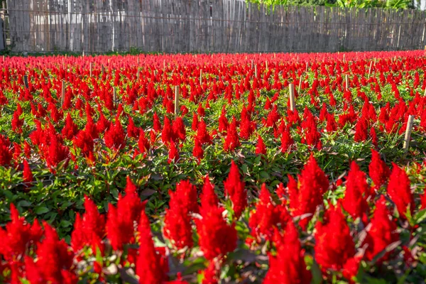 Rote Hahnenkamm Blume Garten — Stockfoto