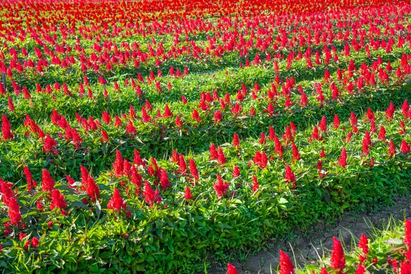 Цветочные Растения Красных Петухов Саду — стоковое фото