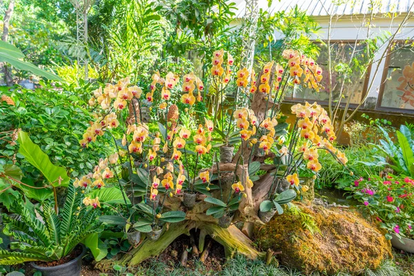 园林植物背景下美丽的黄花兰花 — 图库照片