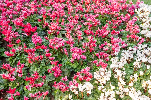 Cyclamen Flowers Garden — Stock Photo, Image