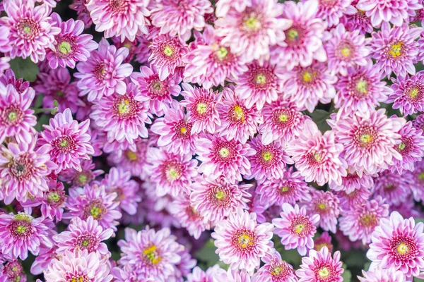Soft pink purple Chrysanthemum flowers nature abstract background.