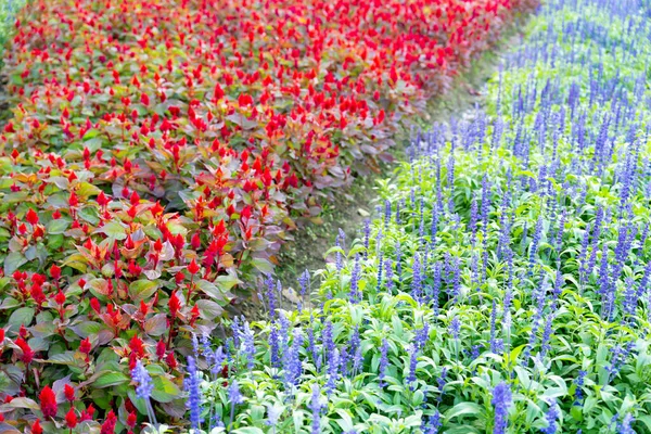 Ряд Голубой Сальвийский Цветок Красного Цвета Cockscomb Цветы Саду Поле — стоковое фото