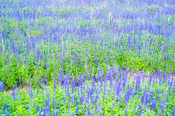 Fresh Purple Blu Salvia Flowers Field — Stock Photo, Image