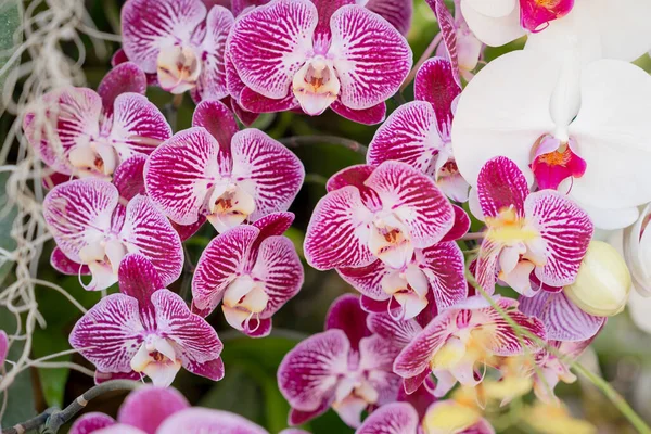 Schöne Blumen Orchidee Botanischen Garten Orchideen — Stockfoto