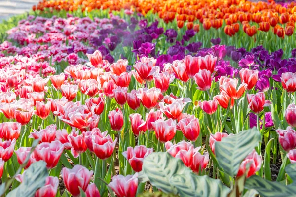 Beautiful red white tulips garden spring is coming spring season backgrounds concept