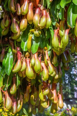 Close up view of bunch of Nepenthes Pitcher plant clipart