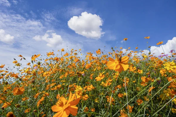 Yellow Colour Cosmos Flowers Field Blue Sky Most Favorite Planted — 스톡 사진