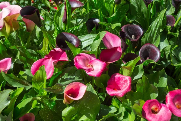 Ροζ Χρώμα Φρέσκα Λουλούδια Calla Lilly Στο Φόντο Της Φύσης — Φωτογραφία Αρχείου