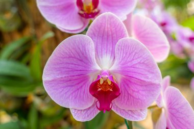 Close up of large magenta and white colored Phalaenopsis orchids in garden.