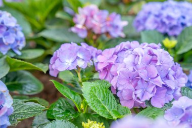 Bahçede farklı renkte ortanca.