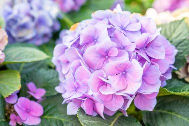 Hydrangea flower in the garden background. Multicolor Hydrangea flowers at ornamental garden