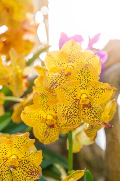 Yellow Phalaenopsis Orchid Garden — Photo