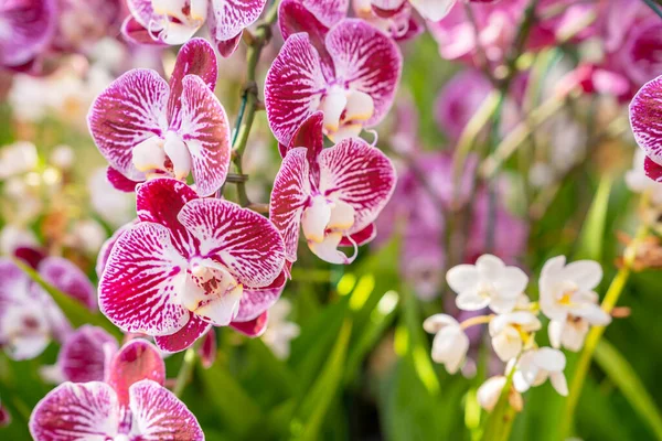 Pink and white moon orchids with a touch of yellow. Also known as a moth orchid. Botanical name: Phalaenopsis Aphrodite