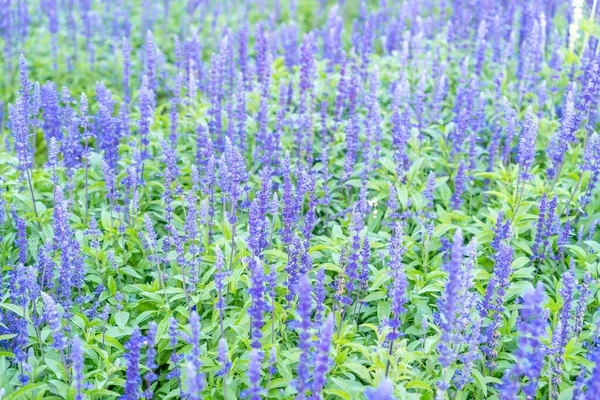 Цветы Фиолетовой Блю Сальвии Поле — стоковое фото