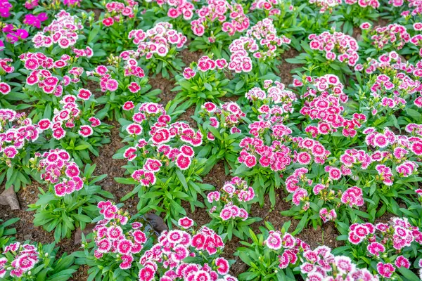 Dianthus Chinensis Dianthusbutterfly Flower Same Carnation Beautiful Flowers — Stock Photo, Image