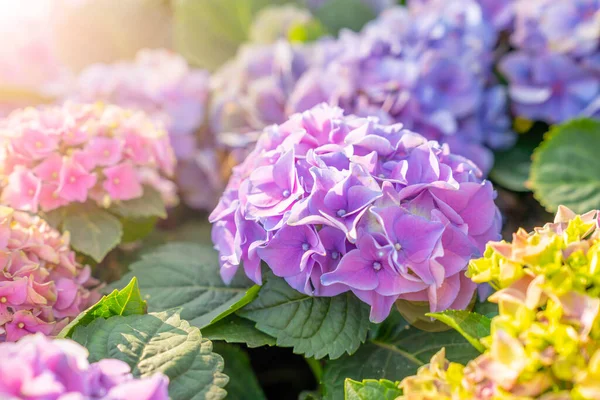 Hydrangea Nın Hortensiya Yakın Görüntüsü Harika Mor Mavi Pembe Çiçekler — Stok fotoğraf
