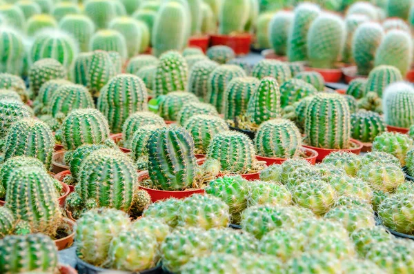 Plants of small cactus in floristeria, nature and decoration