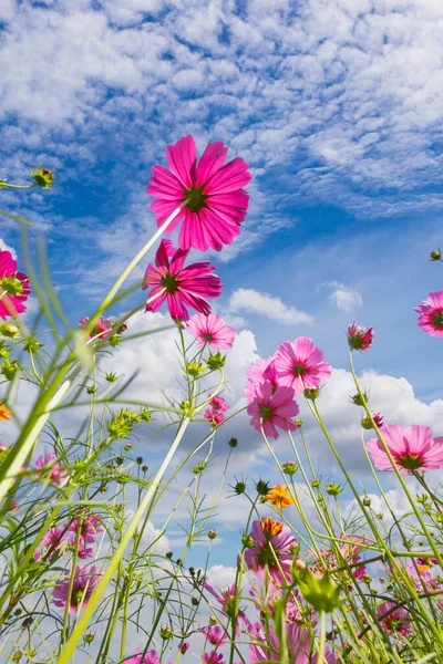 Cosmos Flower Field Ουρανό Ανοιξιάτικα Λουλούδια Ανθίζουν Όμορφα Στο Πεδίο — Φωτογραφία Αρχείου