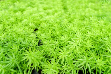 Arkaplan olarak yeşil altın yosun sedum dokusu.