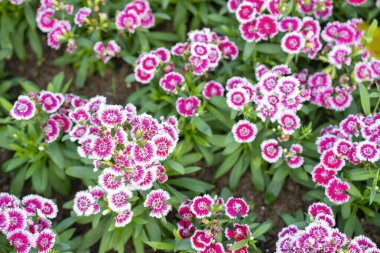 Dianthus chinensis Dianthus Kelebeği aynı karanfille güzel çiçeklere sahip bir çiçektir..