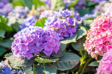 Hydrangea 'nın (Hortensiya) yakın görüntüsü. Harika Mor, mavi ve pembe çiçekler