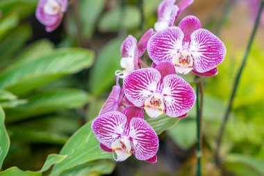 Pembe Phalaenopsis orkide çiçekleri orkide fidanlığında güneş ışığının altında çiçek açıyor..